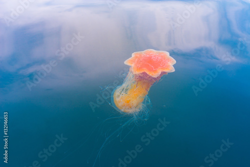 Photography Jellyfish mating