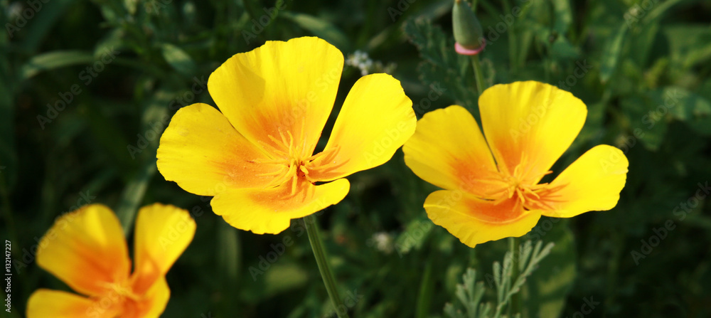 yellow wildflowers yellow wildflowers