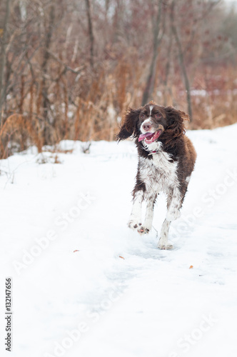 Fototapeta Naklejka Na Ścianę i Meble -  happy springer spaniel dog running down a snow covered trail