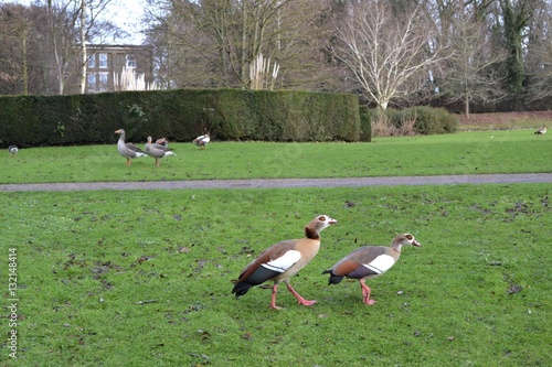 ducks walking on grass 