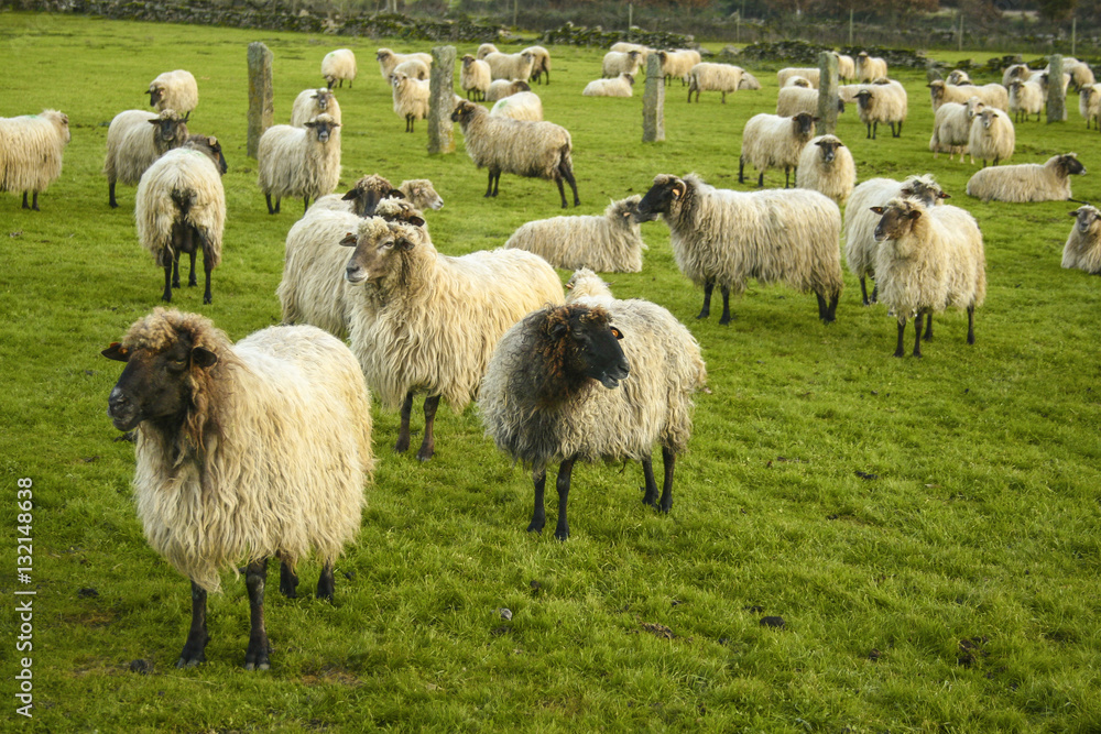 Fototapeta premium Sheeps feeding on field.