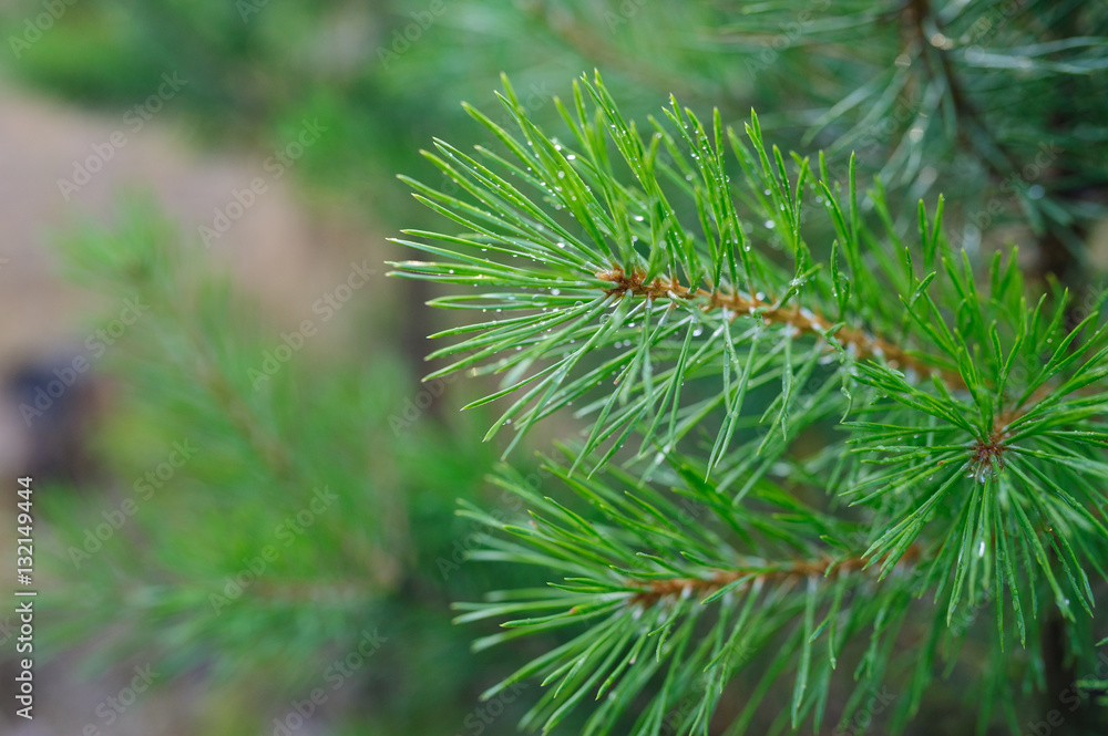 green pine branches with drops of dew in the Park green pine branches with drops of dew in the Park
