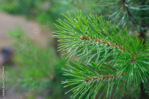 green pine branches with drops of dew in the Park
