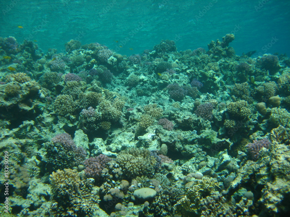 Fototapeta premium Korallenlandschaft