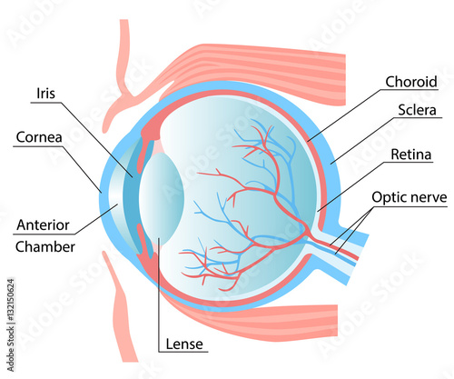 Human eye structure scheme medical vector illustration