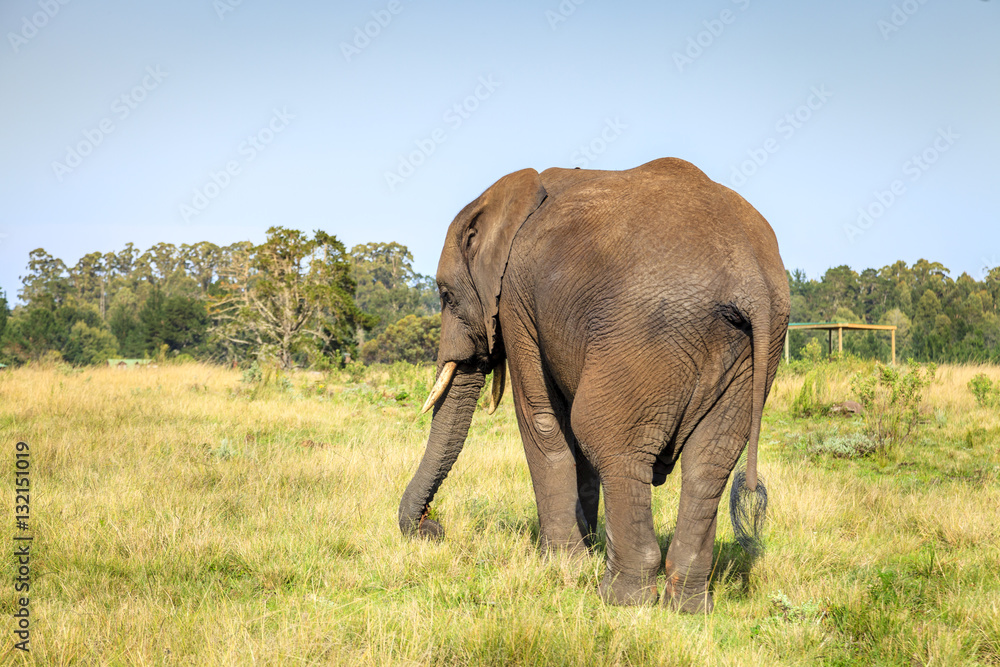Fototapeta premium African elephant