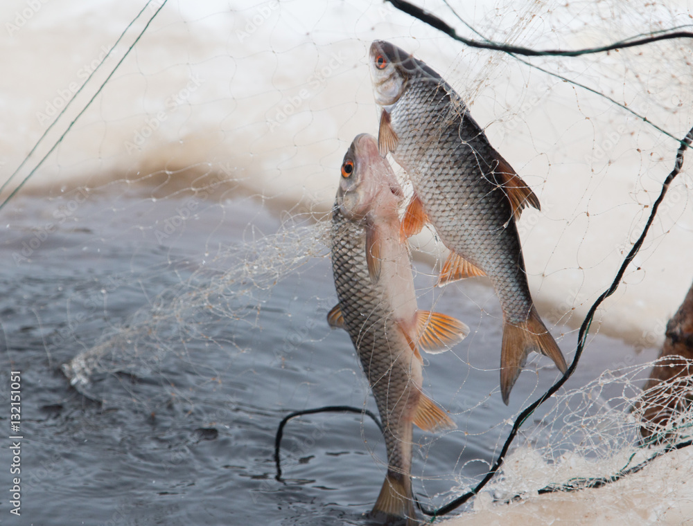 Two freshwater fish caught in a nylon net during ice fishing in Siberia  Stock Photo