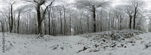 Forest 360 degree spherical panorama
