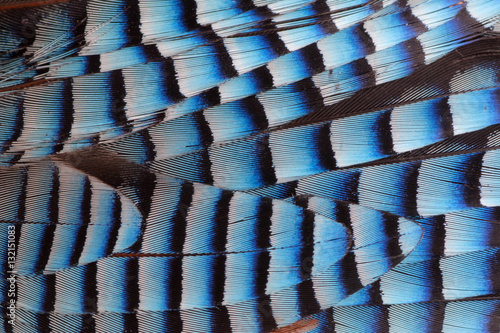 Eurasian Jay blue striped feathers closeup