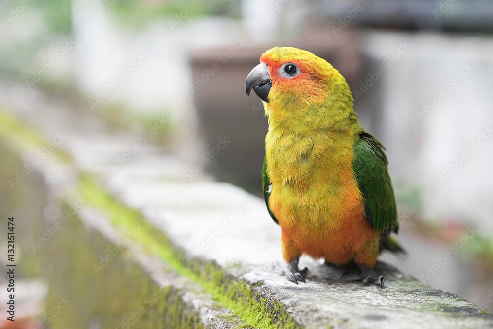 Young Sun Conure parrot standing on the ground - Soft Focus Young Sun Conure parrot standing on the ground - Soft Focus
