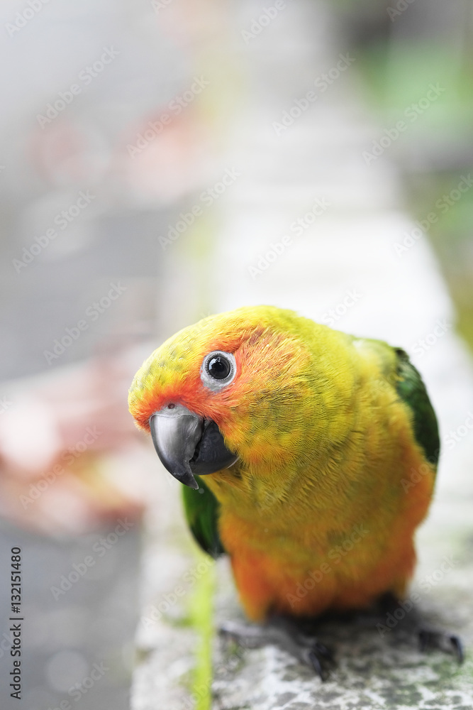 Young Sun Conure parrot standing on the ground - Soft Focus