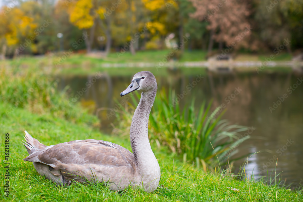 Fototapeta premium Swan in the meadow near the lake.
