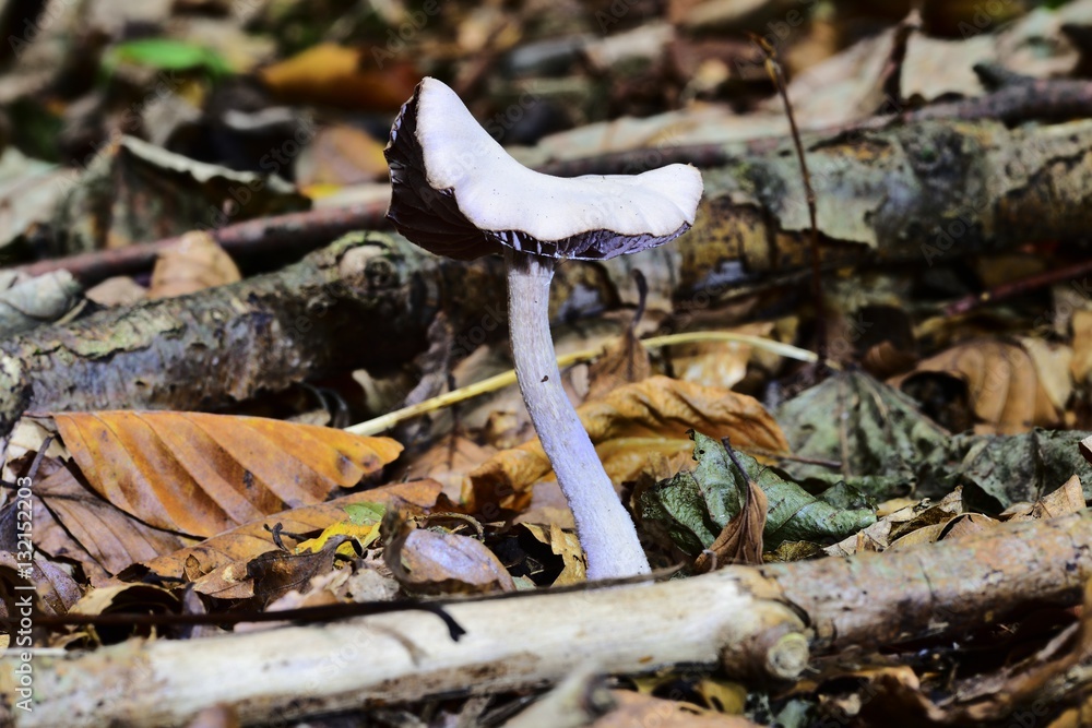 Obraz premium Autumn Fruiting Fungi