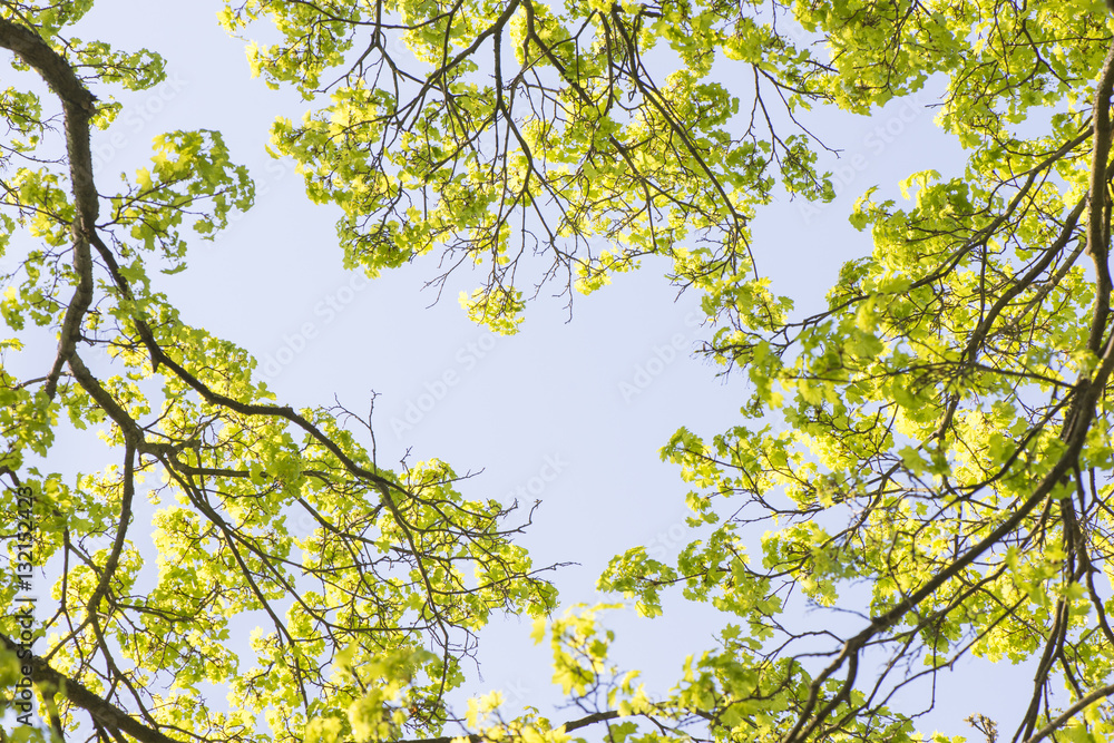 Nature in spring. Tree with fresh leaves and blue sky. Vibrant colorful nature detail. Concept of springtime, growth and vitality. Nature in spring. Tree with fresh leaves and blue sky. Vibrant colorful nature detail. Concept of springtime, growth and vitality.
