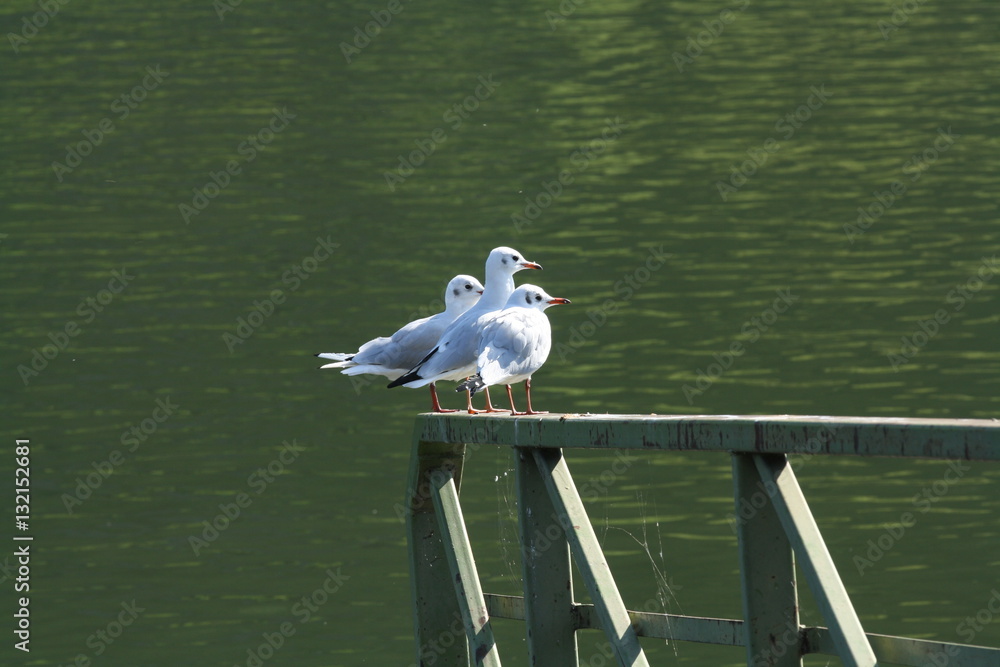 Fototapeta premium Möwen am pier