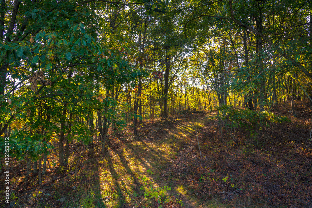 Obraz premium Fall foliage in West Virginia