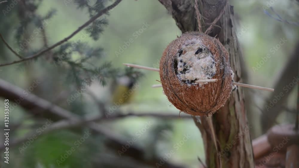 great tit (Parus major) on bird feeder in winter. coconut. focus on front. great tit (Parus major) on bird feeder in winter. coconut. focus on front.