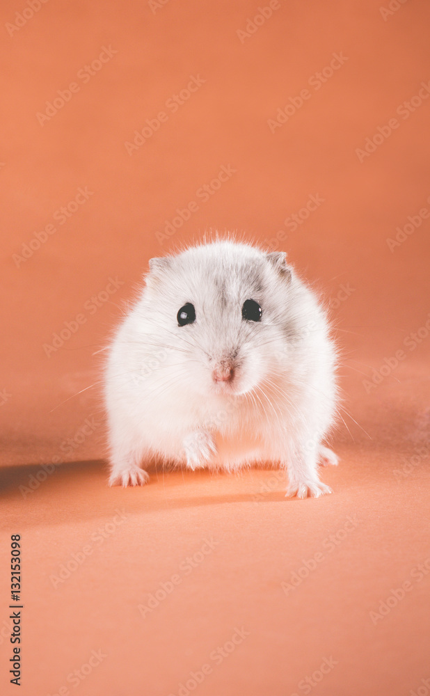 photo cute Jungar hamster walking photo cute Jungar hamster walking