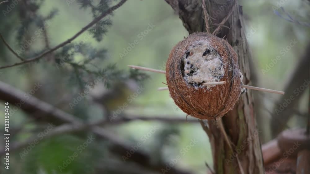 wood nuthatch (Sitta europaea) and Eurasian blue tit (Cyanistes caeruleus) sitting on twig on background. bird feeder in winter. coconut. focus on front. wood nuthatch (Sitta europaea) and Eurasian blue tit (Cyanistes caeruleus) sitting on twig on background. bird feeder in winter. coconut. focus on front.