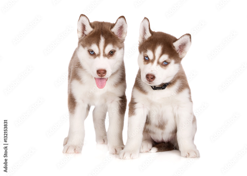 two siberian husky puppies posing together on white