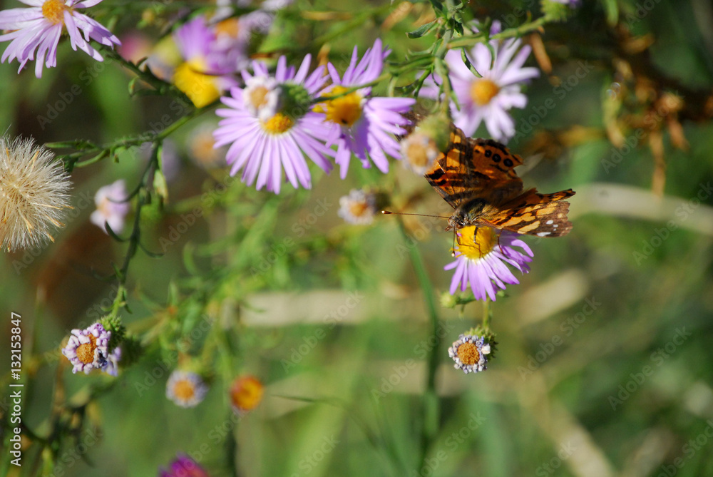 Older butterfly with mangled wings feeding on purple wildflowers Older butterfly with mangled wings feeding on purple wildflowers