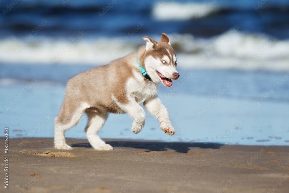 happy siberian husky puppy running on the beach