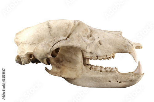 Big brown bear (Ursus arctos) old skull isolated on a black background. Isolation by pen tool. Lateral view. Focus on full depth.
