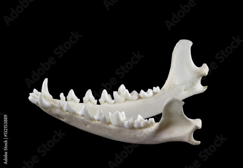 Jaw of desert fox fennec (Vulpes zerda) isolated on a white background. Lateral view.