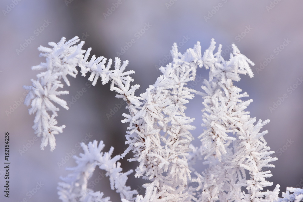 white frost against blue sky