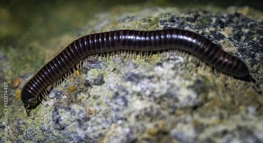 Doppelfüßer (Diplopoda)° Doppelfüßer (Diplopoda)°