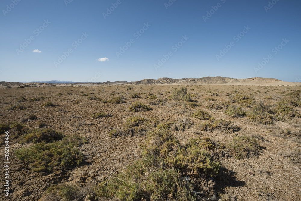 Bush vegetation on sand dune in desert
