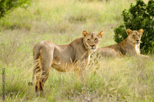 Two lionesses lying