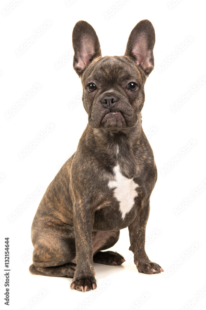 Cute sitting brown french bulldog