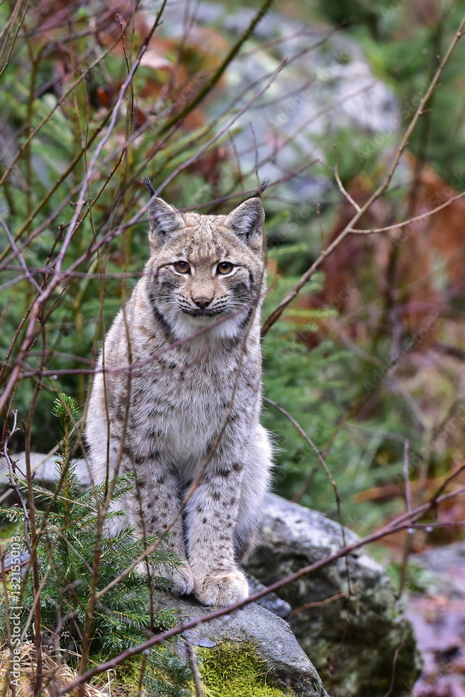 Fototapeta premium lynx cat in nature reserve Bavarian forest in Germany