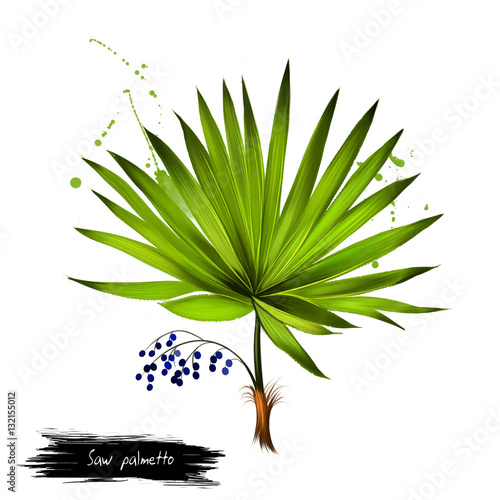 Φωτογραφία Saw palmetto fruit isolated on white