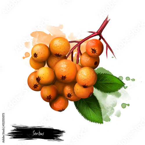 Sorbus fruit isolated on white. Commonly known as whitebeam, rowan, service tree, and mountain-ash. Orange berries with leaves. Used as food plant. Digital art watercolor illustration.