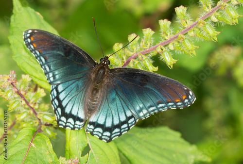 Red-spotted Purple Admiral butterfly resting on a Painted Nettle