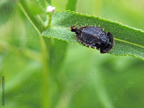 Larva on grass