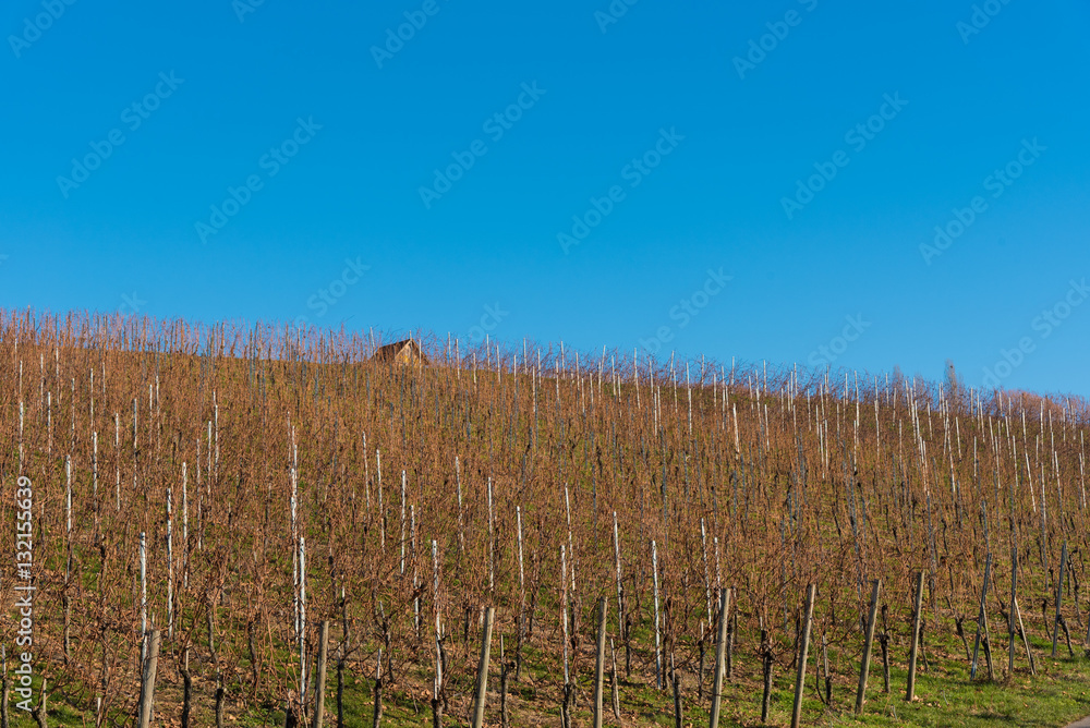 Obraz premium German vineyards in winter