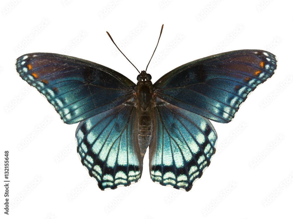 Fototapeta premium Red Spotted Purple Admiral, Limenitis arthemis astyanax, beautiful blue butterfly isolated on white