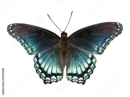 Red Spotted Purple Admiral, Limenitis arthemis astyanax, beautiful blue butterfly isolated on white photo