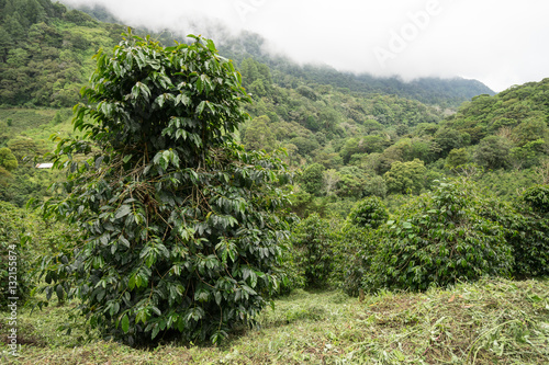 coffee bush in Panama  photo