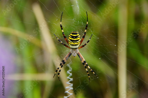 Araignée agriope frelon rayée noir et jaune