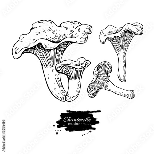 Chanterelle mushroom hand drawn vector illustration set. Sketch 