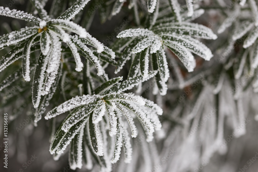 Frozen plants in winter with the hoar-frost Frozen plants in winter with the hoar-frost
