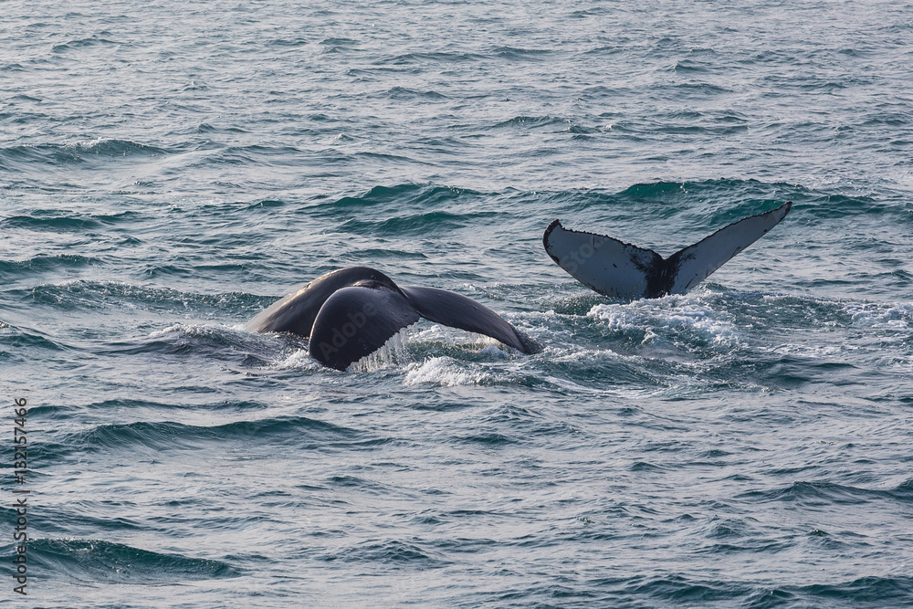 Fototapeta premium Whale watching. Humpback whale tail with selected focus. Husavik, Iceland.