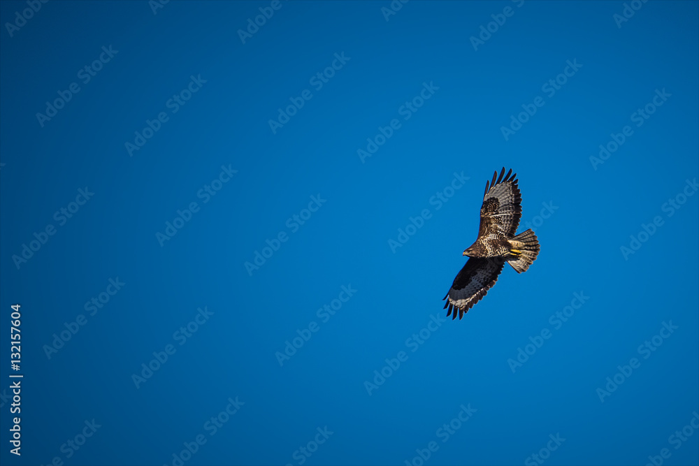 Fototapeta premium Oiseaux de Proie 