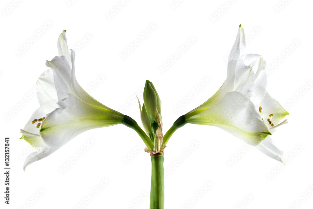 Double white amaryllis bloom (Hippeastrum), symmetrical flowers isolated on a white background Double white amaryllis bloom (Hippeastrum), symmetrical flowers isolated on a white background