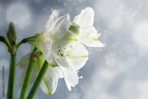 White amaryllis flowers (Hippeastrum) against a snowy winter background photo