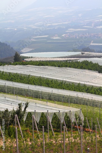 Apple farms in Italy photo